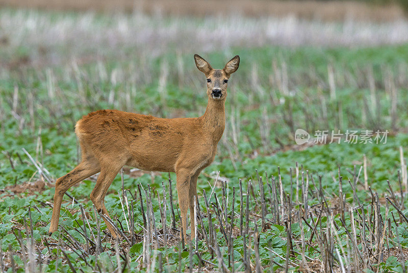 母狍子(Capreolus Capreolus)